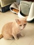 Findus (3)